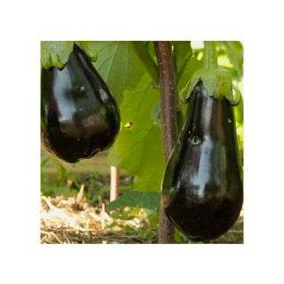 Egg Plant