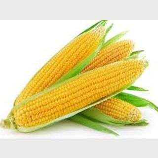 Fresh Sweet Corn Per Kg